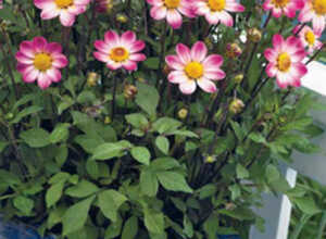 Dahlia Topmix Tiny Florart Dahlia Topmix Tiny Florart