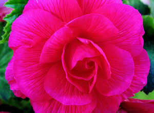 Begonia Double Rose