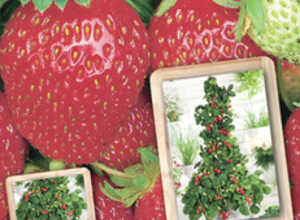 Fraises Raosta Fraises Raosta