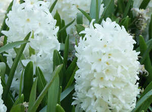 La Hyacinthe White Pearl (bulbes de fleur biologiques en pot) La Hyacinthe White Pearl (bulbes de fleur biologiques en pot)