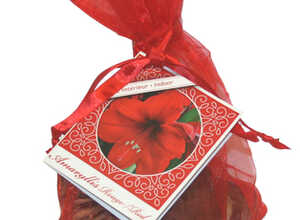 Amaryllis Noel Rouge