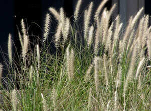 Herbe aux Ecouvillons Hameln - Pennisetum Alopecuroides