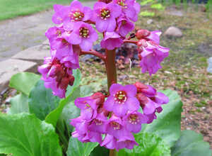 Bergénie à feuilles charnues (Bergenia Cordifolia) Bergénie à feuilles charnues (Bergenia Cordifolia)