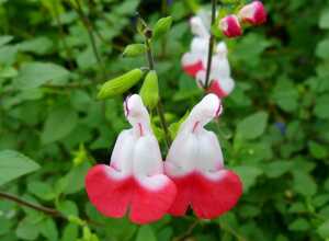 Salvia microphylla « Hot Lips» (Sauge) Salvia microphylla « Hot Lips» (Sauge)