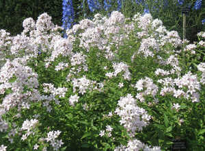 Campanula Lactiflora Loddon Anna - Campanule (Plantes en pot) Campanula Lactiflora Loddon Anna - Campanule (Plantes en pot)