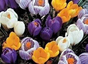 Crocus Mélange (6-pack Bulbes en pot) Crocus Mélange (6-pack Bulbes en pot)