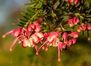 Grevillea 'Red Salento'