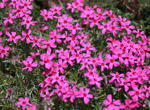 Phlox subulata scarlet flame - Phlox mousse Phlox subulata scarlet flame - Phlox mousse
