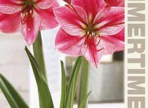 Amaryllis Rose