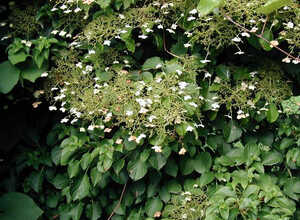 Hortensia Petiolaris - Hortensia Grimpant Hortensia Petiolaris - Hortensia Grimpant