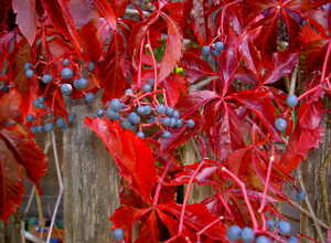 Parthenocissus Quinquefolia Engelmannii - Vigne Vierge Ã  Cinq Folioles