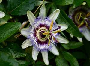 Passiflora Caerulea - Passiflore