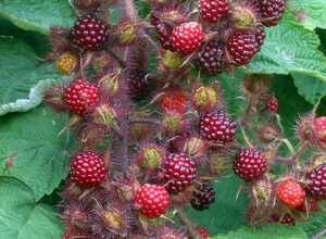 Rubus Phoenicolasius - Raisin du Japon Rubus Phoenicolasius - Raisin du Japon