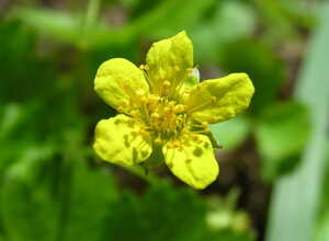 Fraise Barren (Waldsteinia ternata) (Pack de Six)