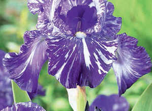 Iris Germanica Batik Iris Germanica Batik