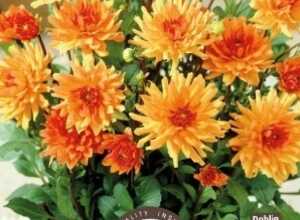 Dahlia Orange Pigmy