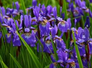 Iris d'Allemagne Alcazar - Iris Germanica Iris d'Allemagne Alcazar - Iris Germanica