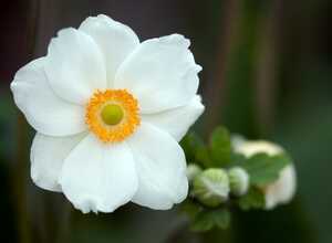 Anémone sauvage (Anemone Sylvestris) (Pack de Six) Anémone sauvage (Anemone Sylvestris) (Pack de Six)