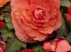 Begonia F1 Superba Saumon Begonia F1 Superba Saumon