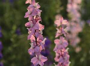 Pied dâAlouette vivace Astolat - Delphinium (Pack de Six) Pied dâAlouette vivace Astolat - Delphinium (Pack de Six)