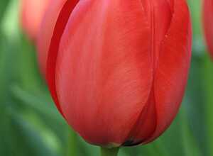 Tulipe Apeldoorn rouge
