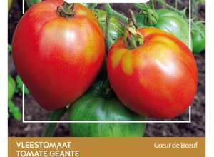 Tomate Coeur De Boeuf Tomate Coeur De Boeuf