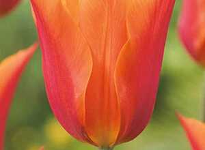 Tulipe Ballerina Tulipe Ballerina
