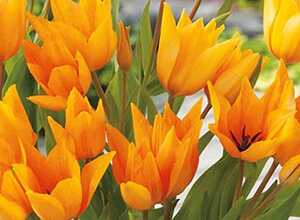 Tulipe Praestans Shogun Tulipe Praestans Shogun
