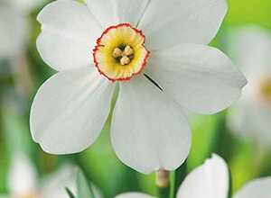 Narcisse Recurvus Narcisse Recurvus