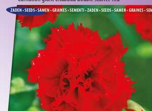 Oeillet Etincellant Red - Dianthus Chabaud