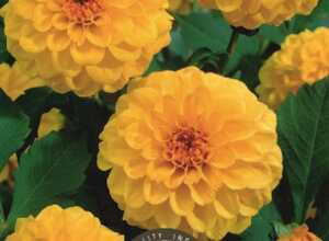 Dahlia Pompon Jaune Dahlia Pompon Jaune