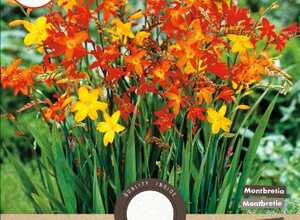 Montbretia (Crocosmia) en mélange Montbretia (Crocosmia) en mélange