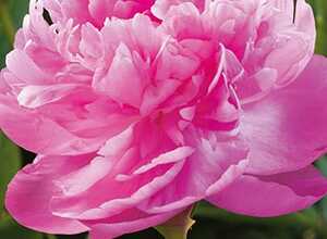 Pivoine Alexander Fleming