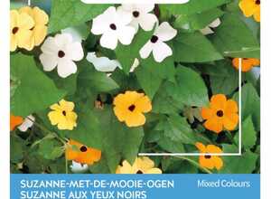 Plantes grimpantes Thunbergia Mélange Plantes grimpantes Thunbergia Mélange