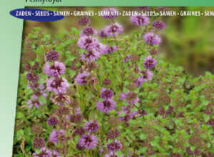 Mentha pouliot, Chasse-puce