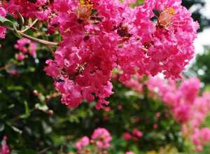 Lilas des Indes Bergerac®