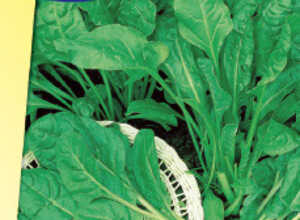 PoirÃ©e Verte Ã Couper