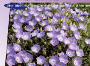 Campanule des monts Carpathes Bleu Campanule des monts Carpathes Bleu