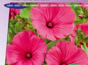 Lavatère à grande fleurs Ruby Regis (Mauve fleuri) Lavatère à grande fleurs Ruby Regis (Mauve fleuri)