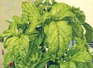 Basil a foglia di lattuga - Basilic Basil a foglia di lattuga - Basilic