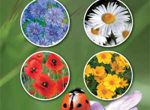 Collection 4 en 1 Mélange Coccinelles Collection 4 en 1 Mélange Coccinelles