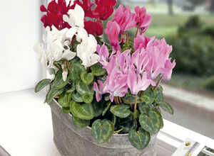 Plante d'Appartement Cyclamen Royal mini mix Plante d'Appartement Cyclamen Royal mini mix
