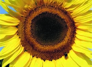 Soleil-Tournesol - Helianthus uniflorus gig. Soleil-Tournesol - Helianthus uniflorus gig.