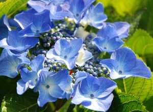 Hortensia 'Pfau' Hortensia 'Pfau'